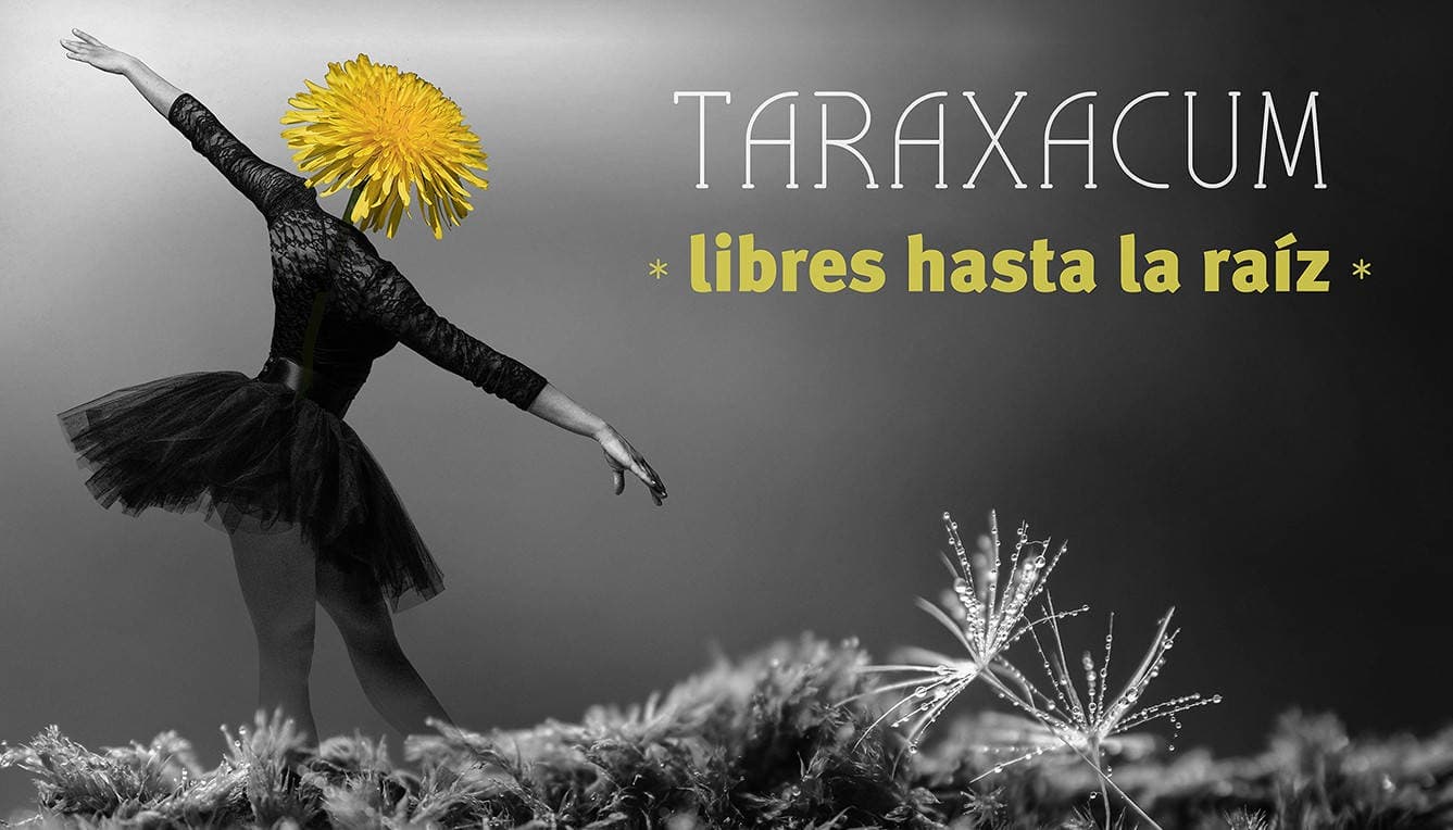 Taraxacum: Libres hasta la raíz